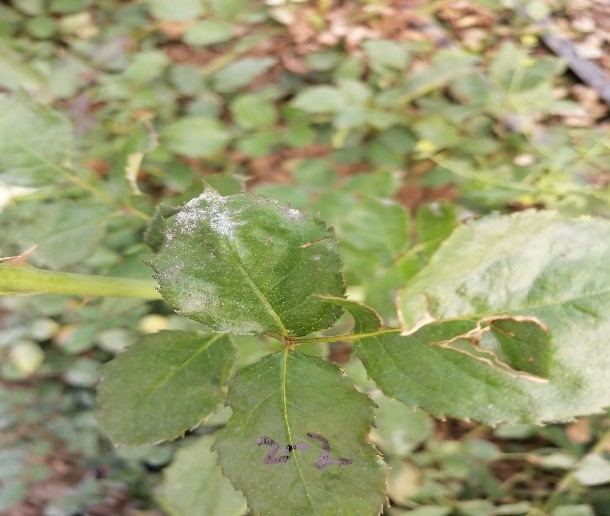 在玫瑰種植過程中病蟲害發生比較嚴重特別是: 紅蜘蛛,白粉病,黑點病