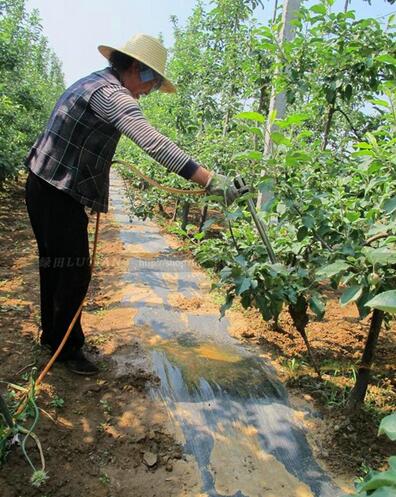 季果树定植,浇水,施肥全方案,这些操作你都做对了吗?