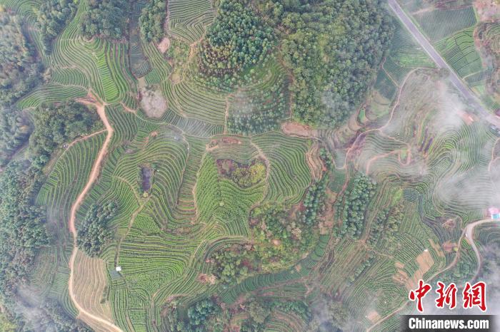 图为茶山美景。 叶寿长 摄