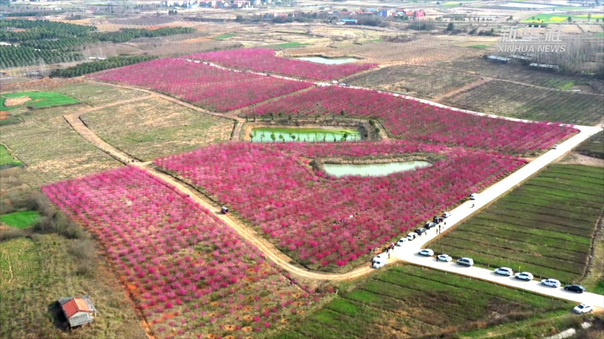 山东临沂梅花种植基地图片