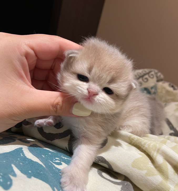 升级成为新手铲屎官分享喂养经历小奶猫模样萌化人心