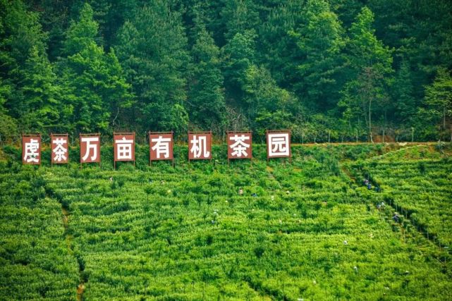 这个旅游文化节超有看头！送上虔心小镇金牌茶旅路线攻略