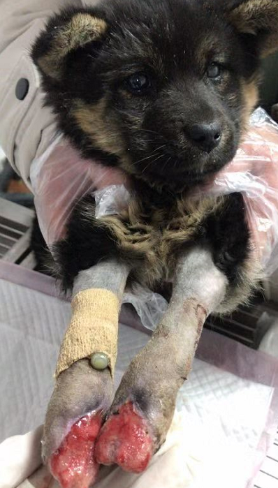 惊现变态虐狗不到一个月的小狗被残忍砍断双腿