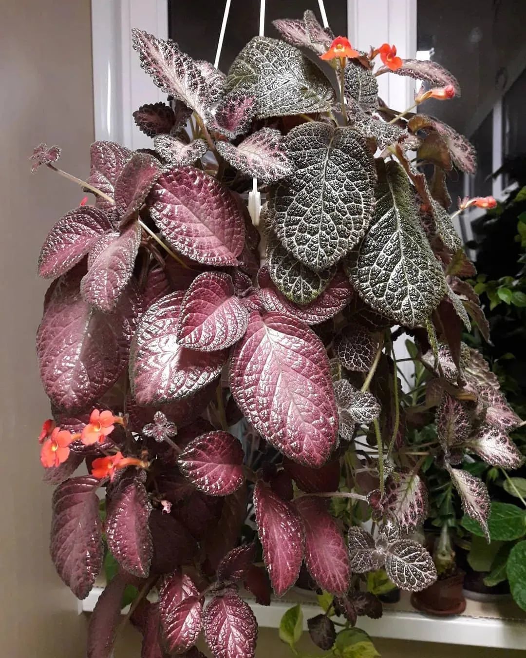 养好喜荫花可真不容易,但花叶都太好看了,舍不得放弃这植物