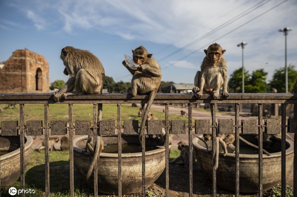 当地时间2021年11月28日,泰国华富里府,第33届“猴子自助餐节”举行。该府在餐桌上摆满各种新鲜果蔬和甜品,让猴子们大快朵颐。 “猴子自助餐节”是华富里府的一个重要节日,1989年首次举办,吸引了大量国内外游客和媒体的关注,成为促进当地旅游业发展的标志性活动。