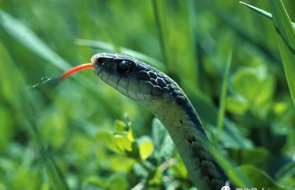 蛇叫的声音 凤凰网
