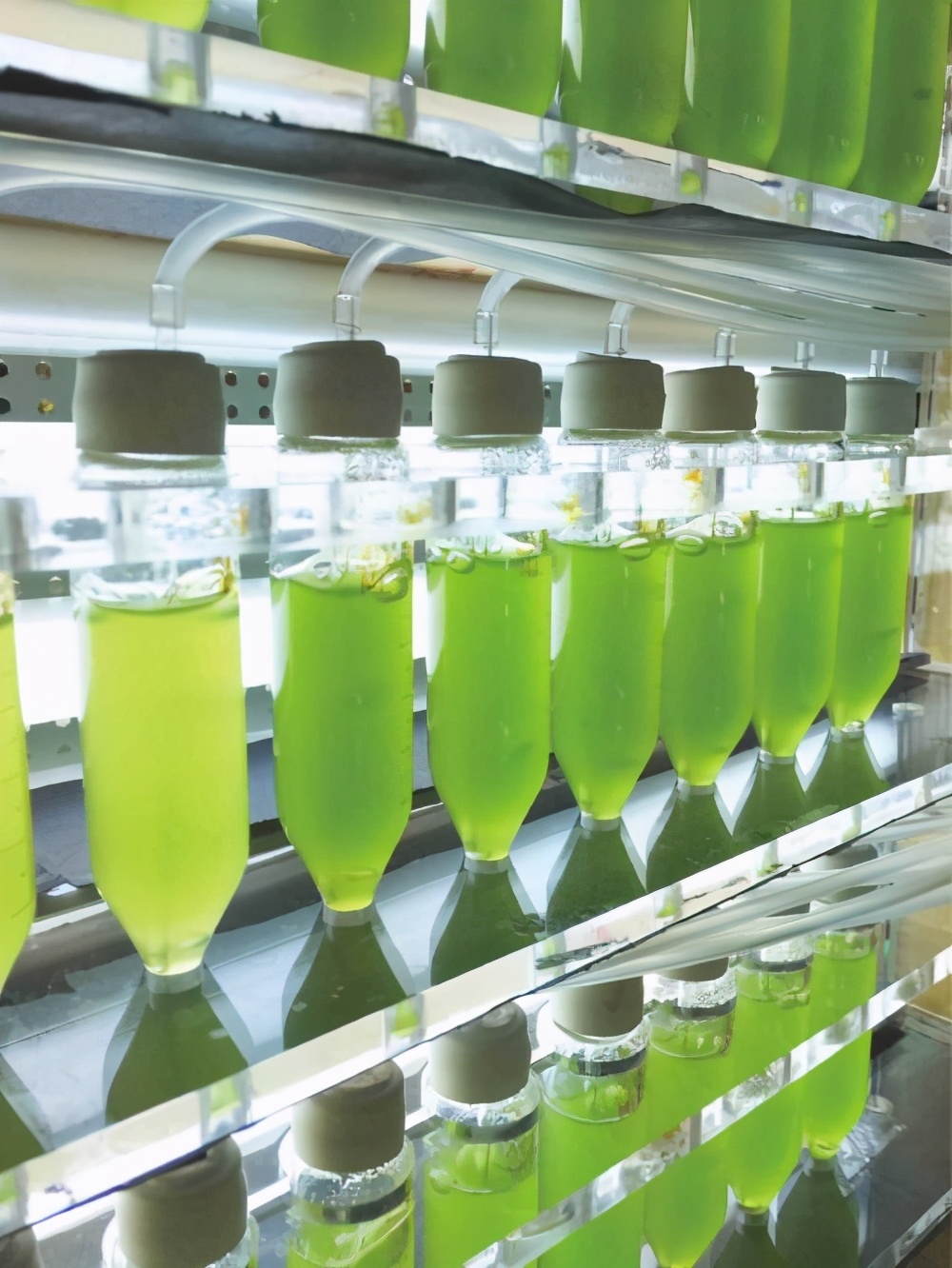 知识产权日 | 绿a以科技创新开启微藻产业新篇__凤凰网