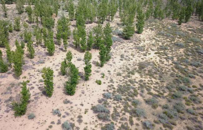 关于防沙治沙,这位深耕林业的省部级曾提出几点担忧