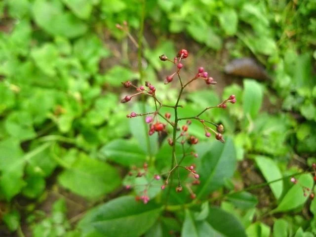 農村這野草,過去拿來餵豬,卻不知根部這般珍貴,人稱