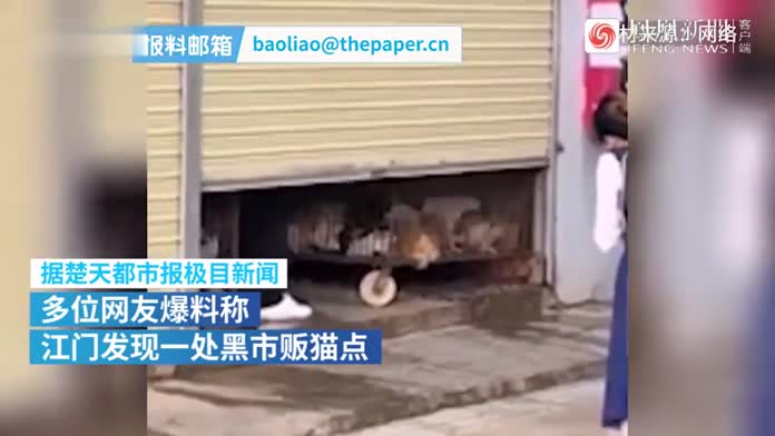 广东江门一处贩猫黑窝点曝光，警方介入调查