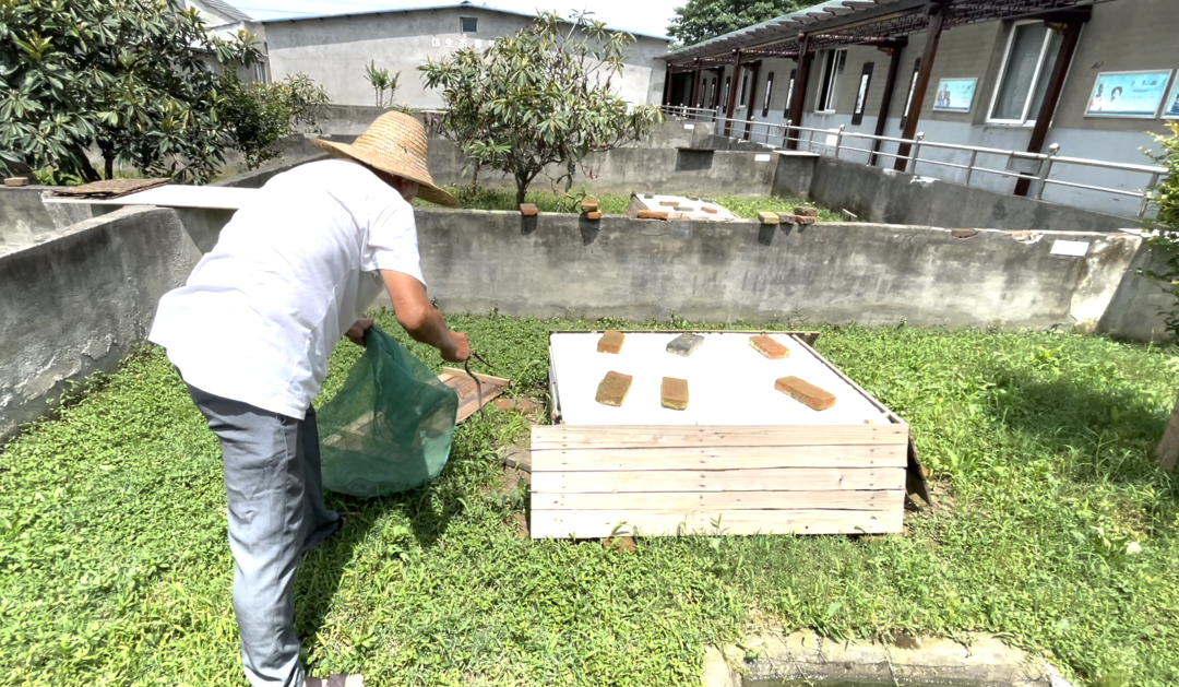 中国第一蛇村:800人养300万条蛇,每个人都被蛇咬过