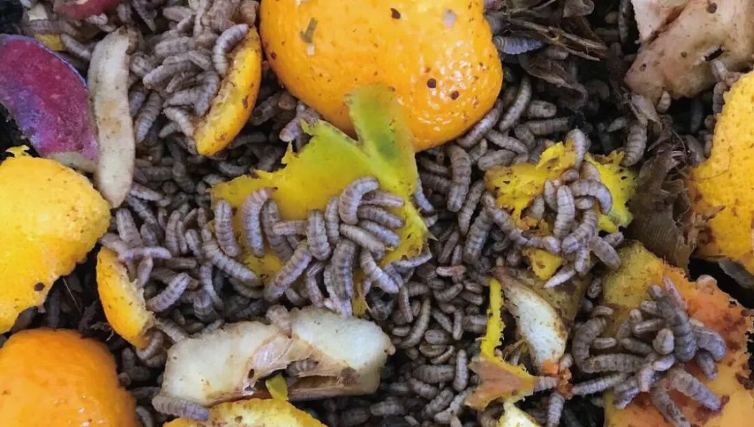 充当"清洁工",比如苍蝇和水虻(méng),其成虫和幼虫就多以人畜的粪便