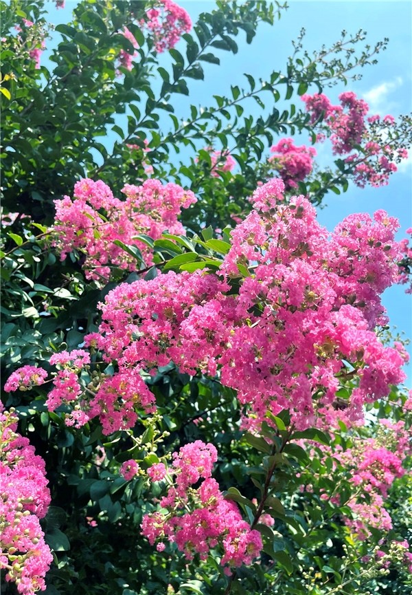 江苏中华珍奇紫薇文化园位于无锡市江阴市利港街道北郭庄村,地处无锡