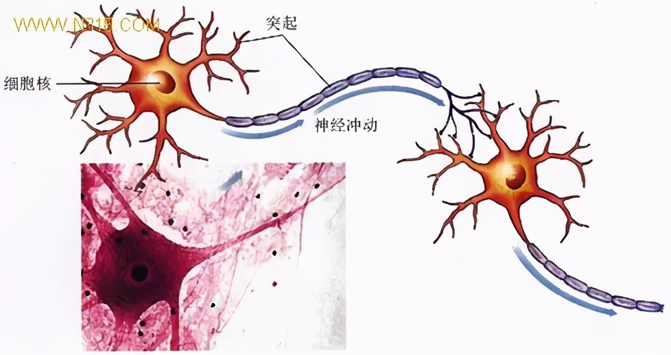 生物農藥,化學農藥不知道選什麼好?這裡有深入分析