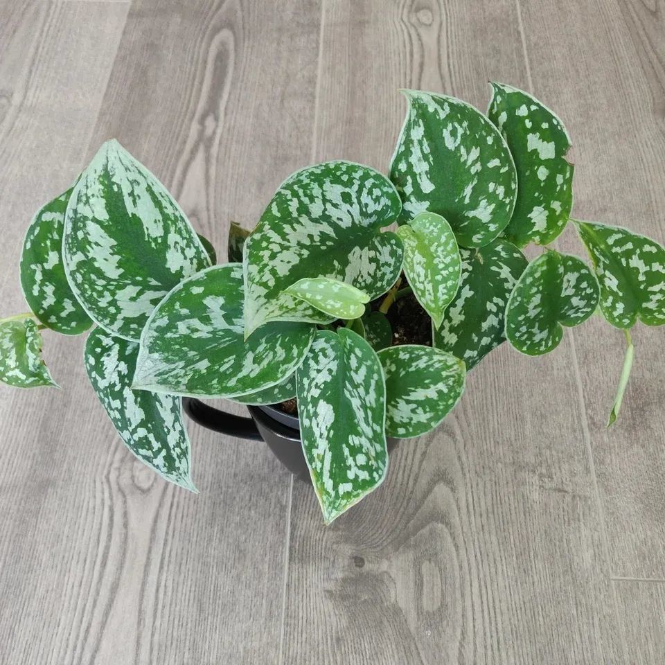 大小两种银叶葛盆栽养护指南,它们是叶子斑斓的室内观叶植物