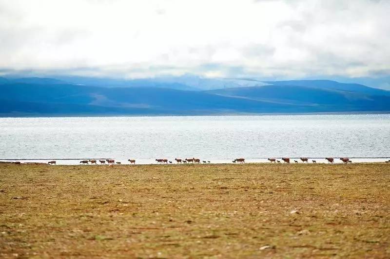 迁徙六百多公里只为繁衍,被称为藏羚羊产房的卓乃湖有什么秘密?