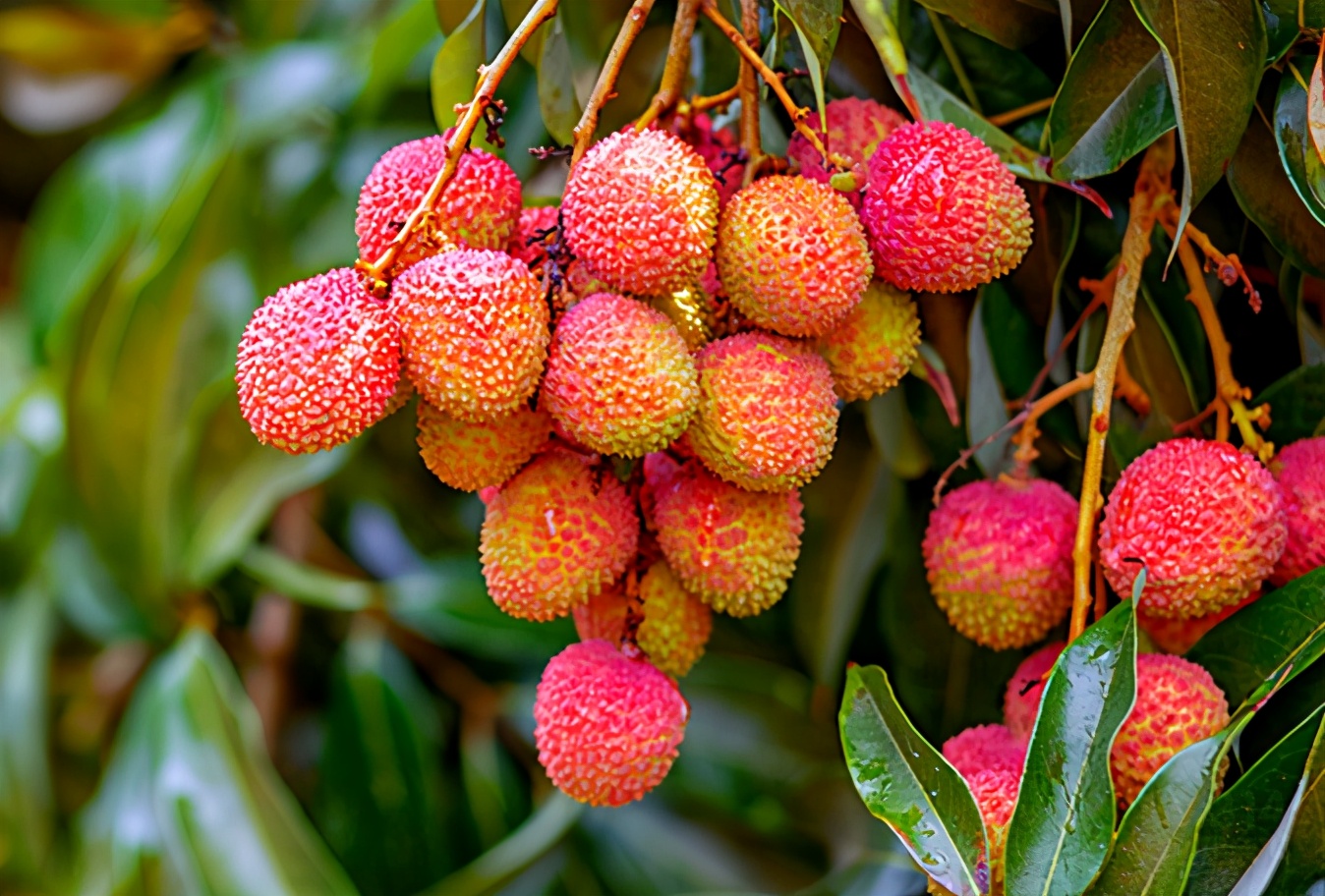 "荔枝自由"怎样实现?苏宁超市海南产地直采5斤79元让你吃到爽__凤凰网