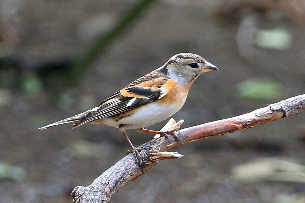 2021年3月11日,北京天坛公园内,白脸山雀、燕雀、白眉歌鸫、红嘴蓝鹊、白头鹎雏鸟等众多鸟类在园内觅食嬉戏,公园内鸟语花香、春意盎然。(图片来源:视觉中国)