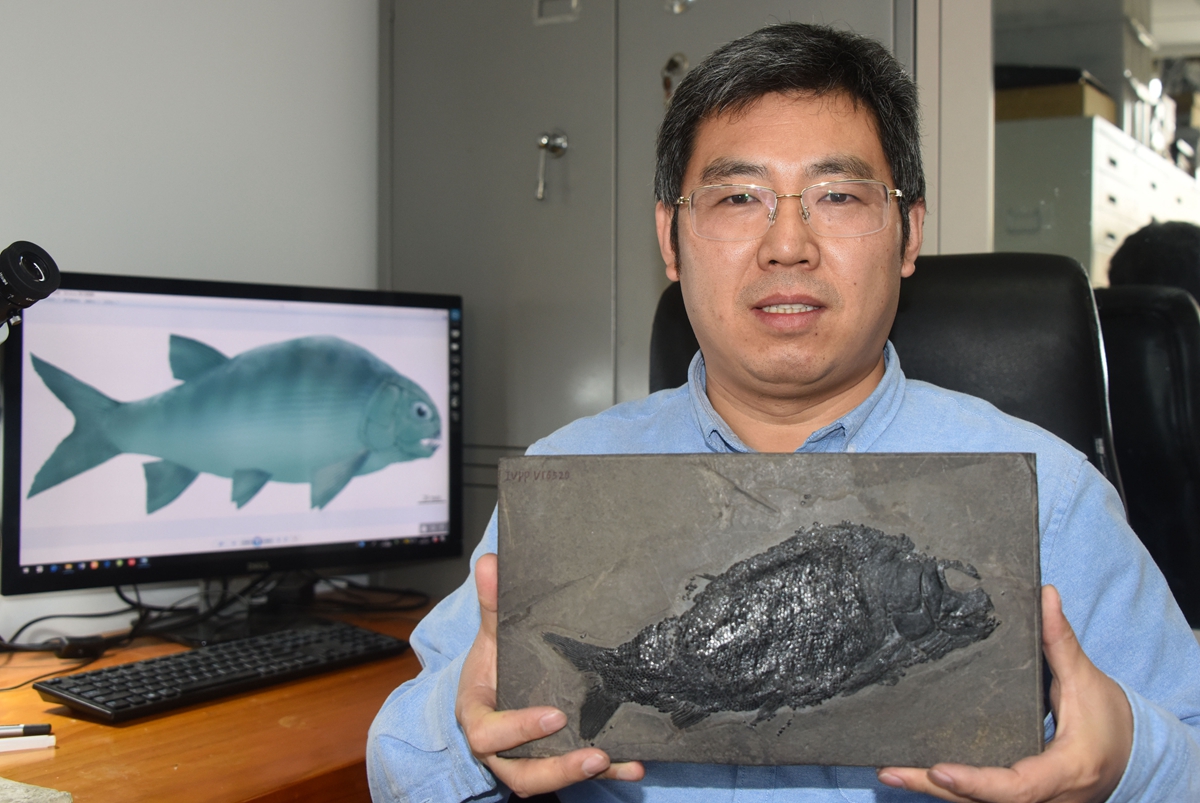 中国宣州魚化石 中国古动物馆|www.paleozoo.cn