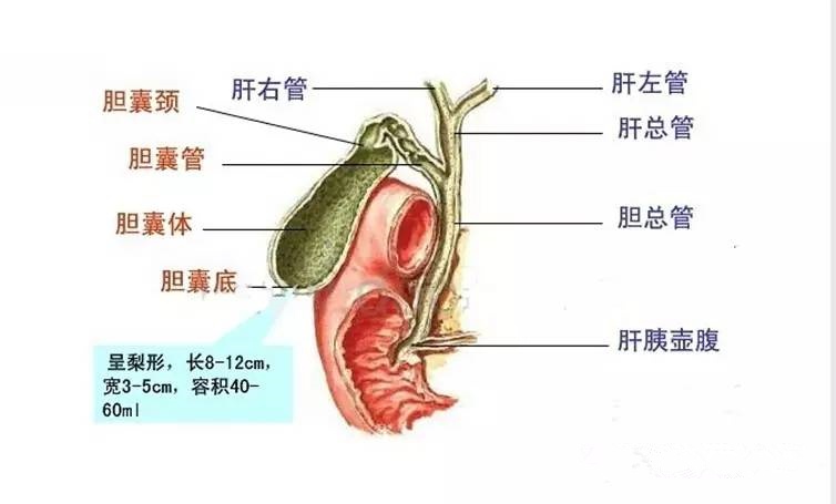 胆囊壶腹部位置示意图图片