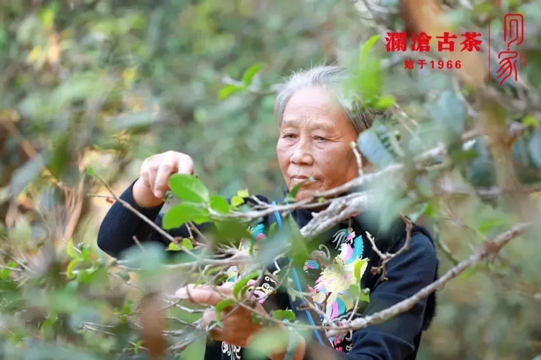 澜沧古茶IPO：人力成本数据重大造假 采购数