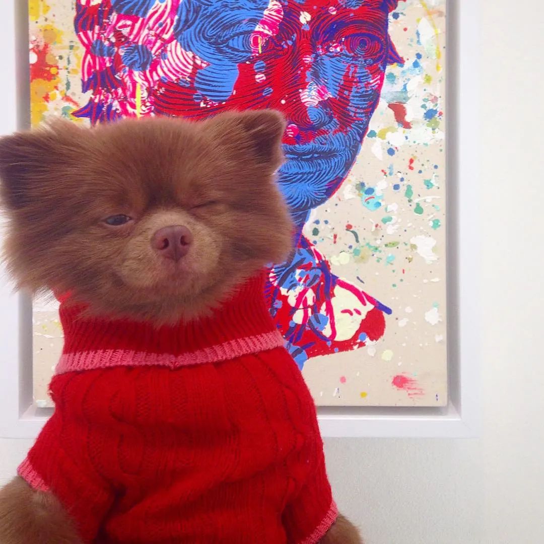 念🐷🥚 (@limlim_pomeranian) • Instagram photos and videos, image size:1080x1080