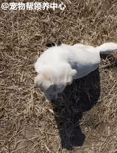 萍姐不经有些担心,她着急地不停着狗狗的名字:"小白!