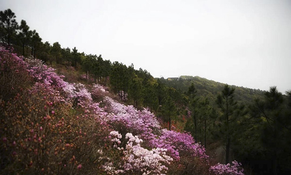 蘇州東山山青花欲燃杜鵑盛似海