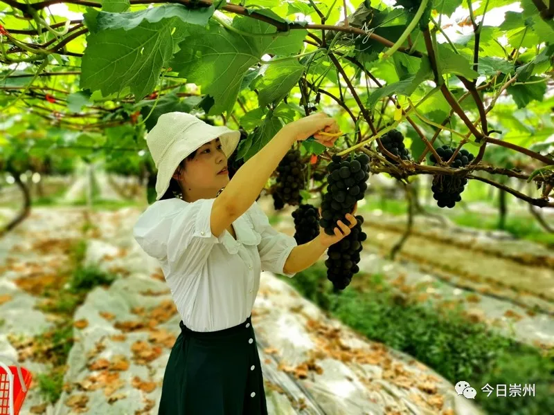 除了批發,零售葡萄以外 葡萄園還為遊客提供現場採摘 現摘現嘗的體驗