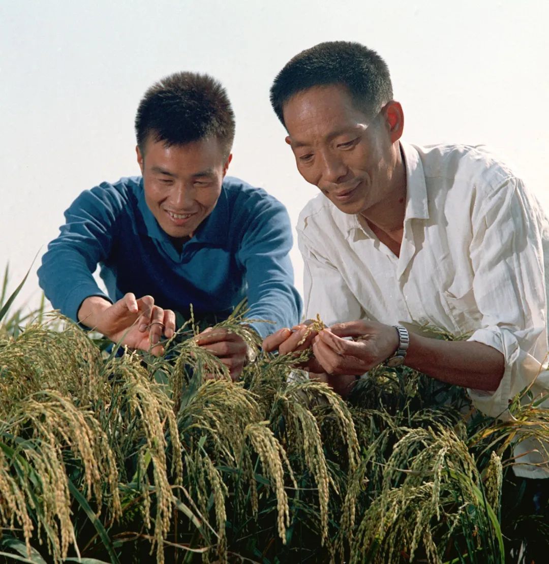 湖南省农业科技人员袁隆平(农业科学院研究员)(右)、李必湖在观察杂交水稻生长情况。新华社记者 孙忠靖 摄(1976年发)