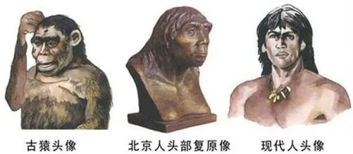 上图_ 古猿人、北京人、现代人 头像