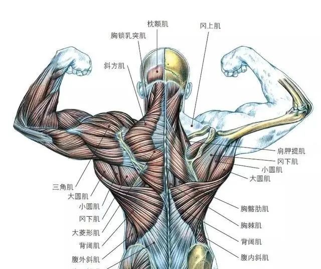 人体的背部肌肉包括:背阔肌,斜方肌和竖脊肌,以及其他重要肌肉
