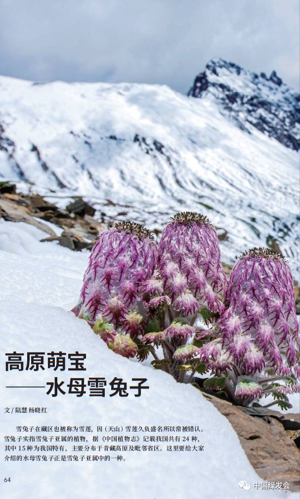 带你了解高原萌宝水母雪兔子植物多样性保护