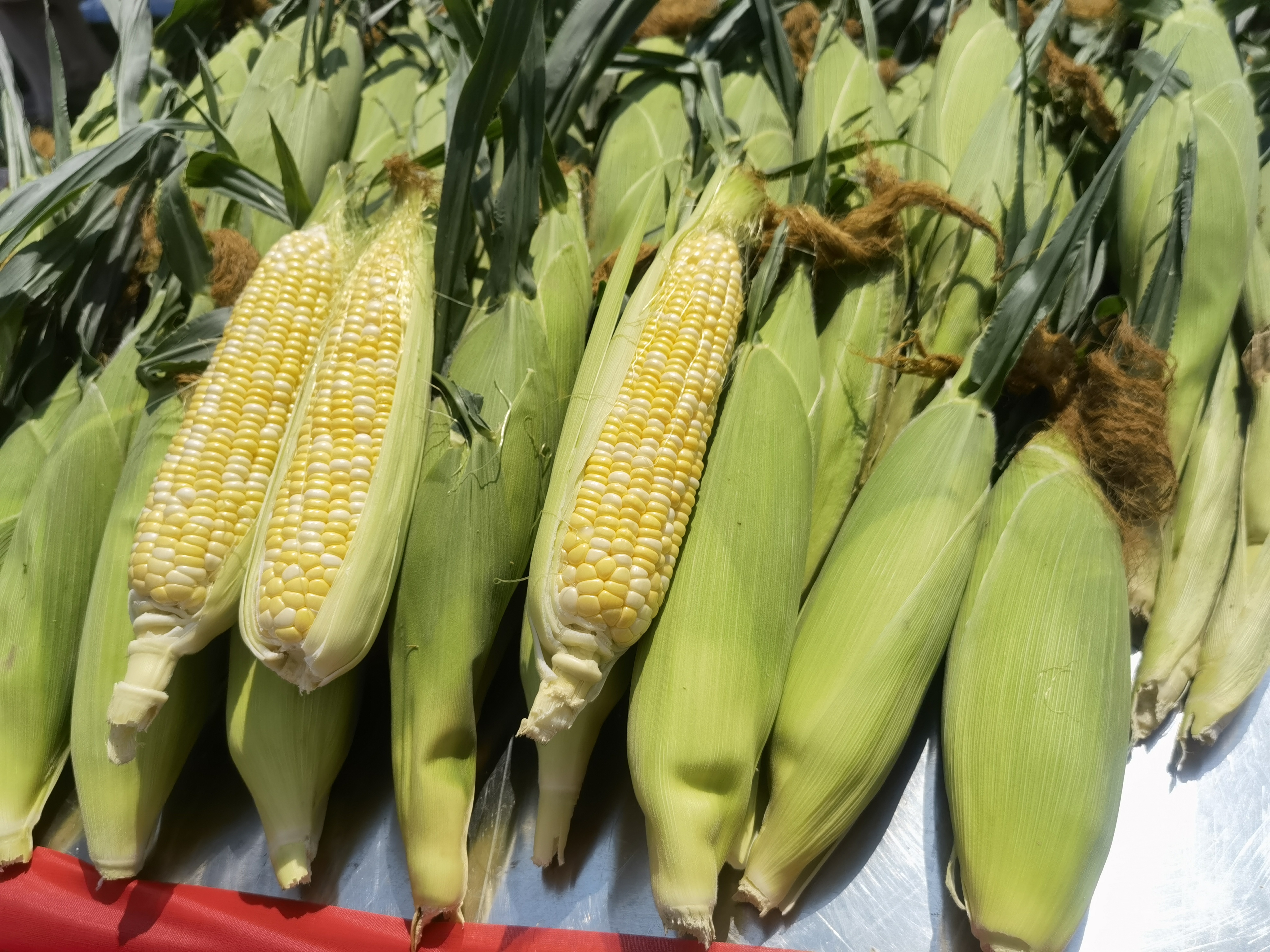 耐热品质好!佛科院研发甜玉米新品种亮相