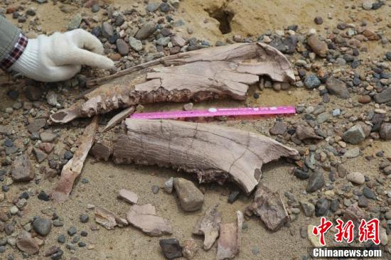 青海柴达木盆地发现假相、犀牛化石