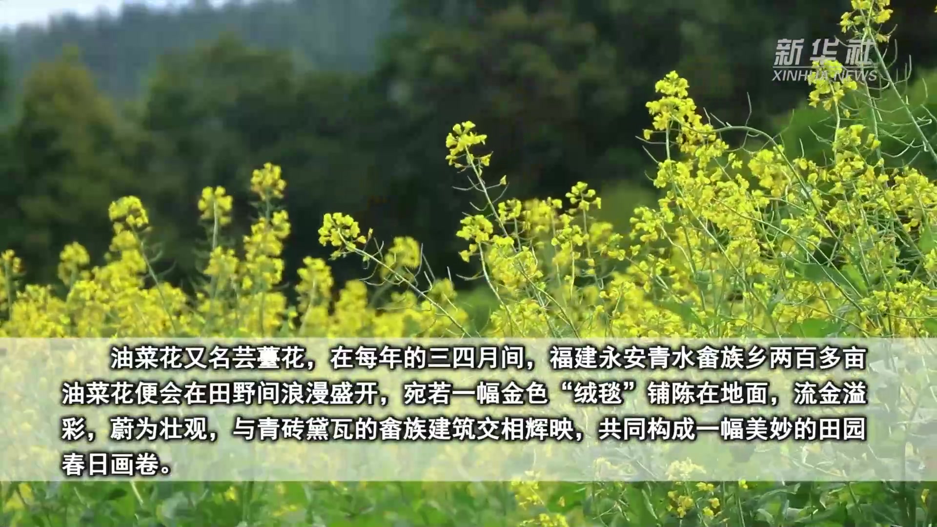 福建永安：人间四月芸薹绽