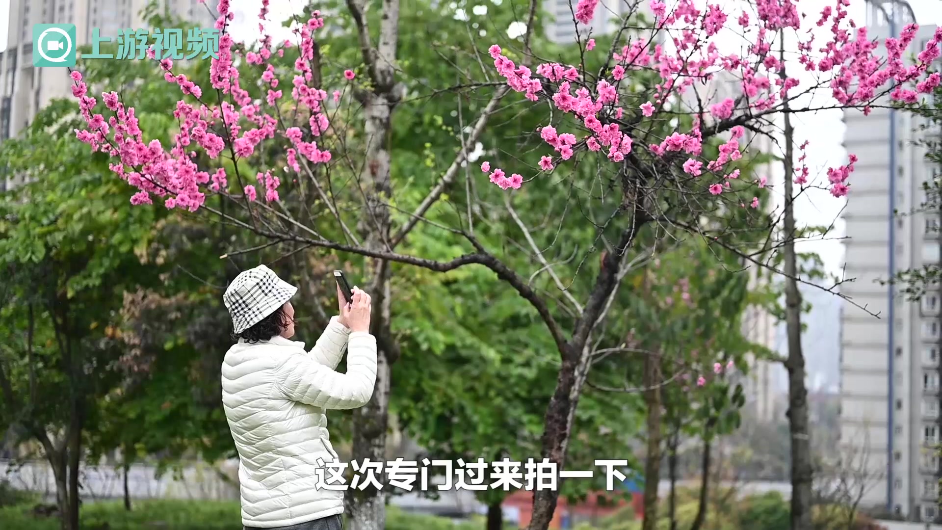朝天门大桥桃花如约绽放美如画