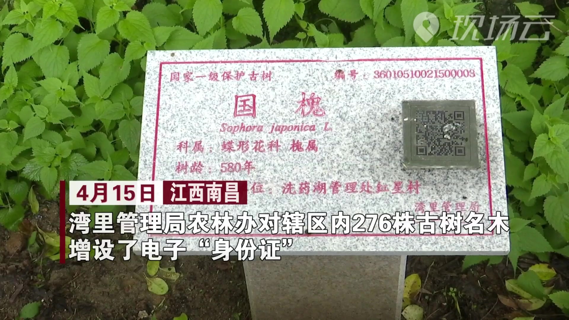 南昌276株古树名木有了新身份证