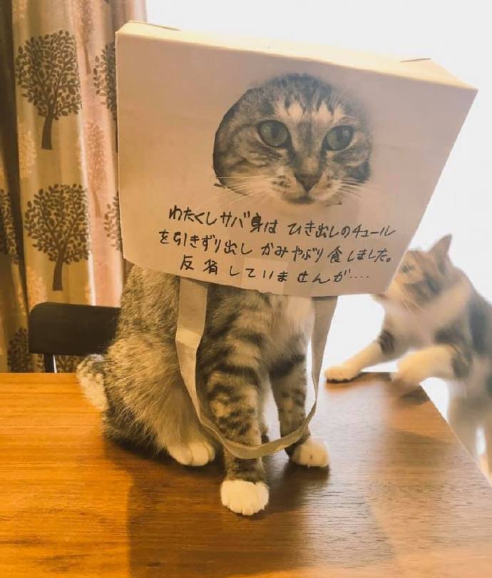 猫咪犯错后 主人会给它们挂上牌子好好反省 凤凰网