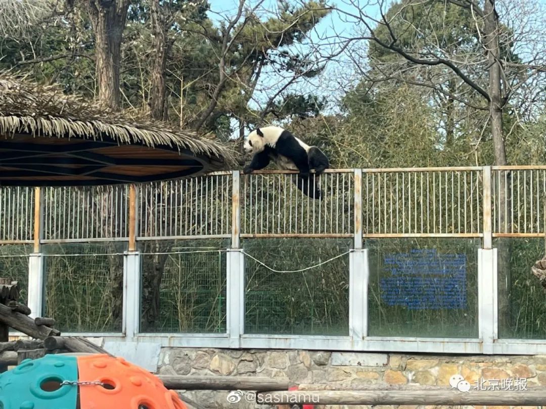 大熊猫“越狱”成功“出圈”，北京动物园：将尽快改造运动场 下不为例