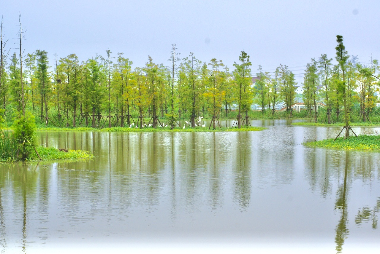 湿地公园种植各类植物,水鸟栖息。