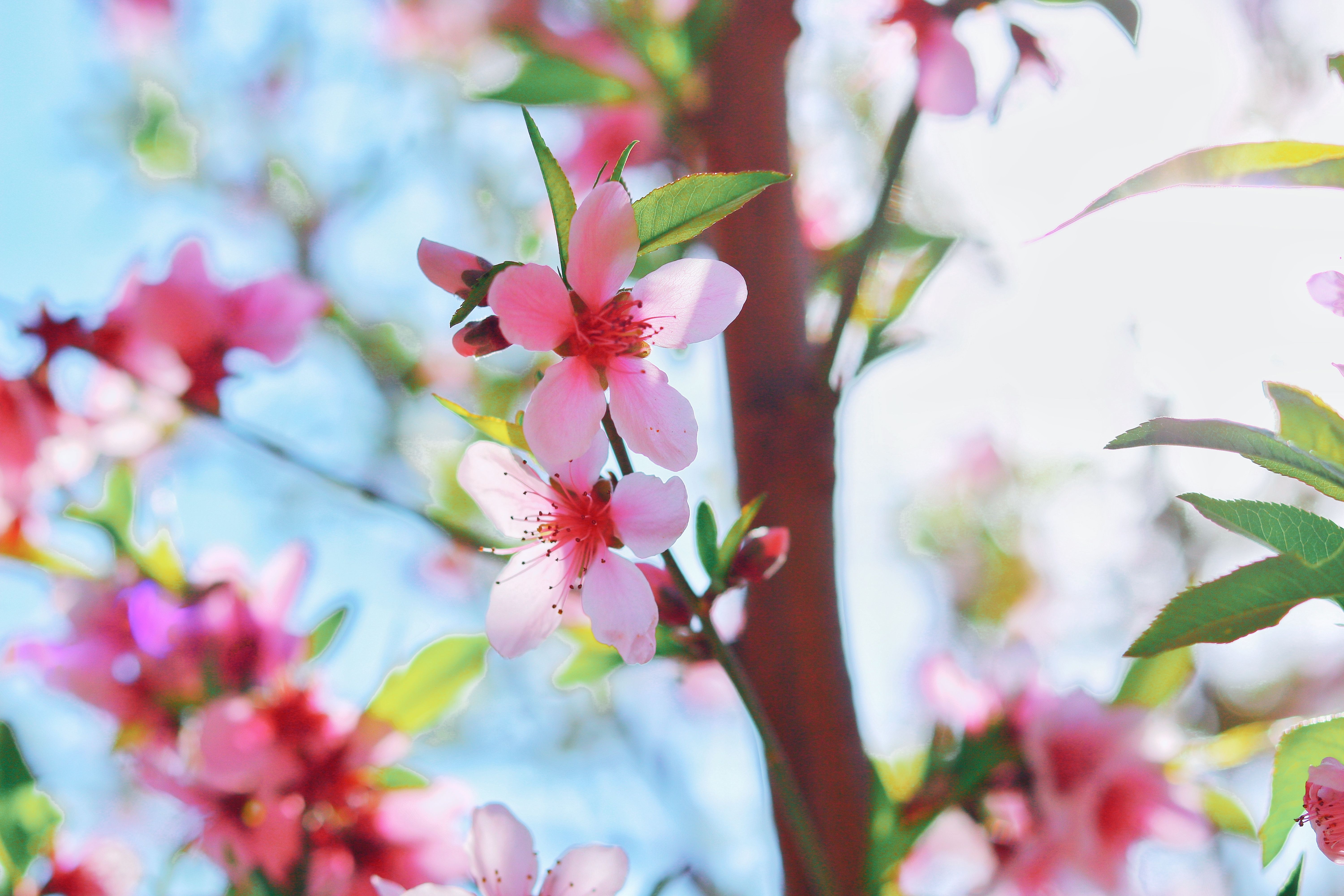 春回大地 山东枣庄繁花盛开