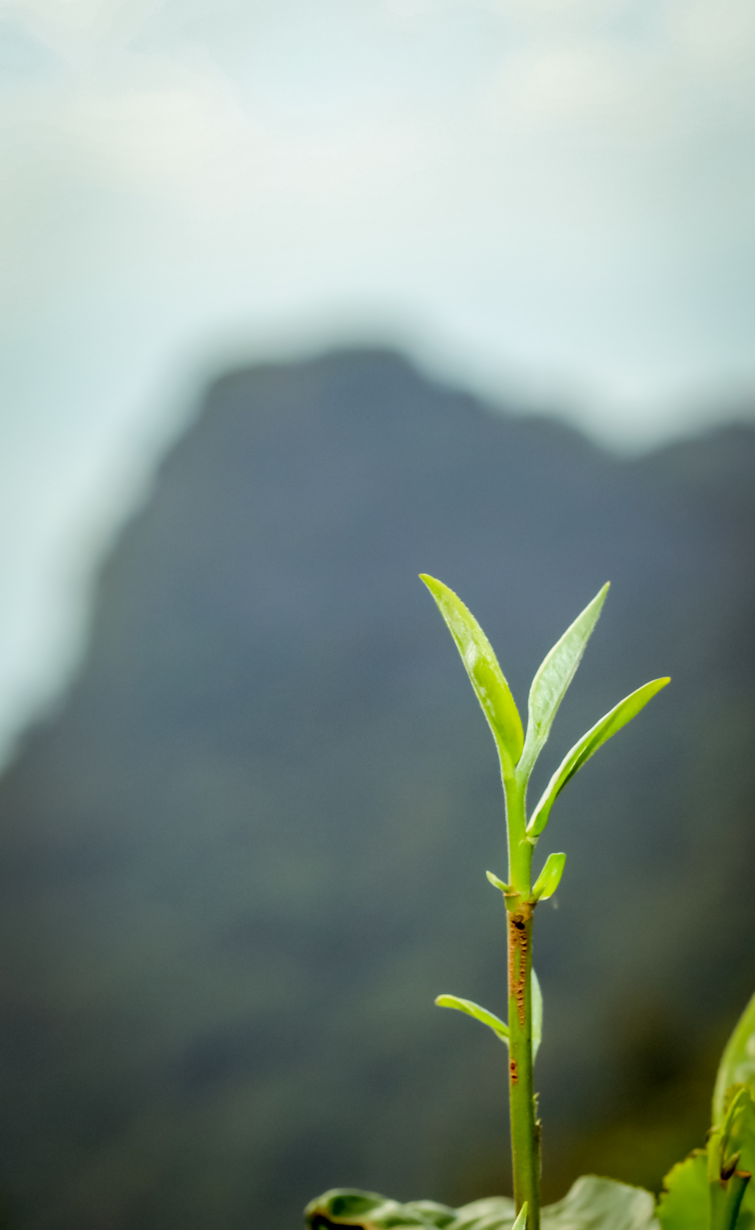 陆羽 茶经 之源 历代咏茶名篇集 1 凤凰网