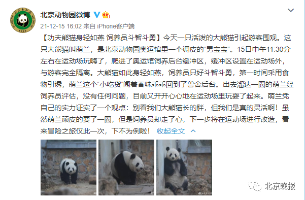 大熊猫“越狱”成功“出圈”，北京动物园：将尽快改造运动场 下不为例