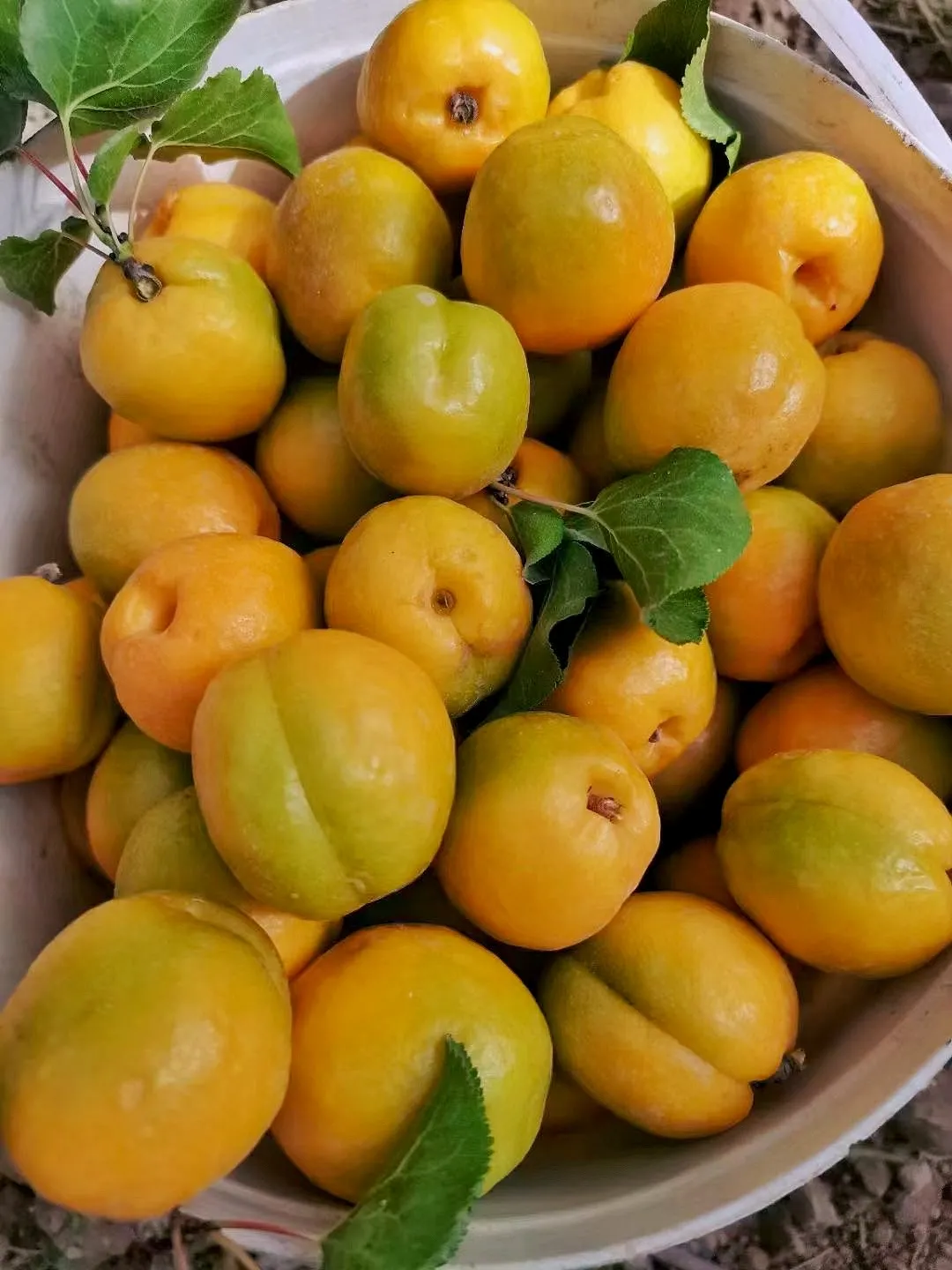 敦煌季节限定,汁甜如蜜的李广杏熟了!