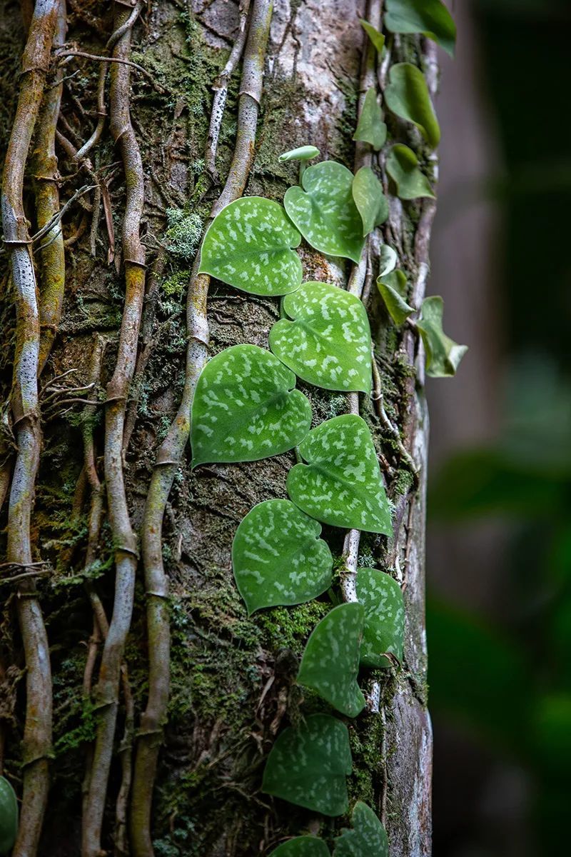 大小两种银叶葛盆栽养护指南,它们是叶子斑斓的室内观叶植物