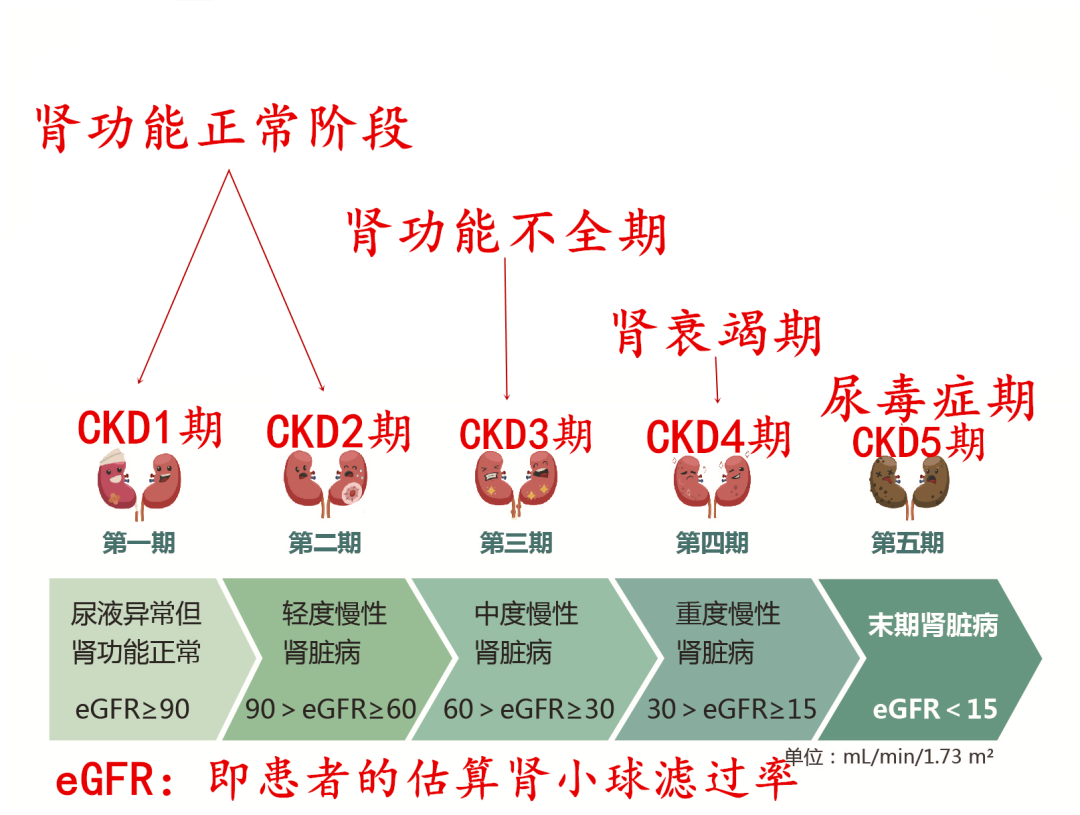 病理分级和肾功能分期(ckd分期)是两码事,别再弄混了