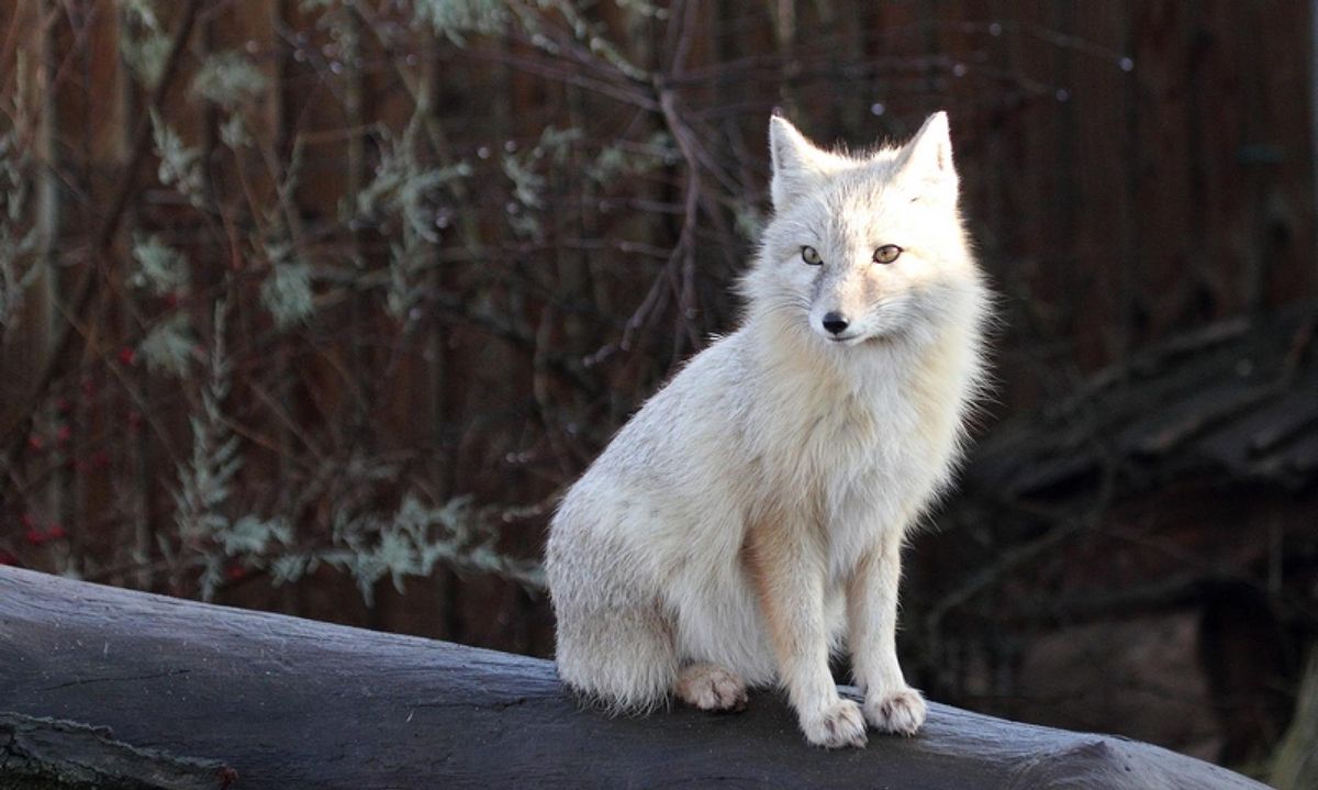 内蒙古草原发现一种"长腿"狐狸,自己不建房,喜欢霸占他人洞穴