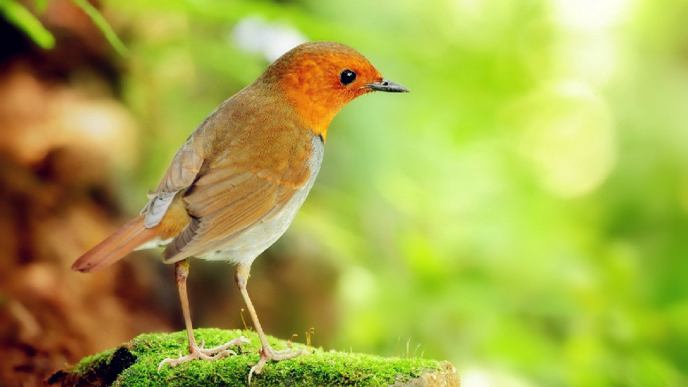 佛本生吉利鸟的故事