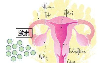 女性青春期后至绝经期前,卵巢会分泌雌激素,促进女性生殖器官发育和